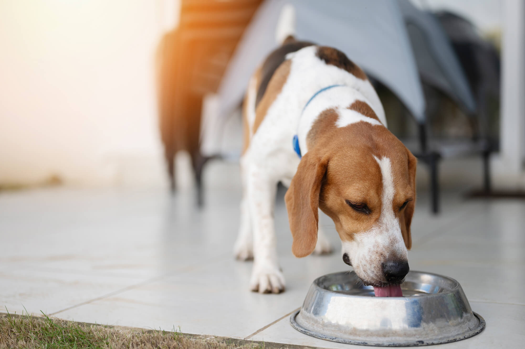 ビーグルの飼い方のコツ